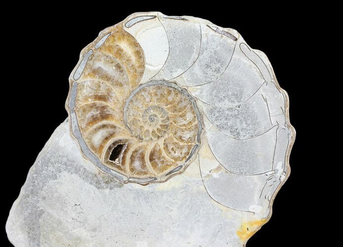 Cut/Polished Calycoceras Ammonite (Half) - Texas #93548
